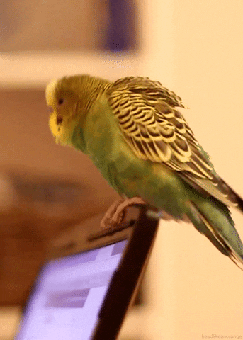 Budgie Thanks